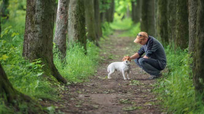 A buyer's guide to pet insurance