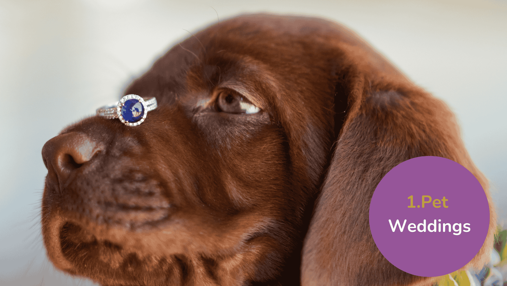 Pet wedding trends graphic. Image of a brown puppy with and engagement/wedding ring on its nose. Text reads: 1. Pet Weddings.