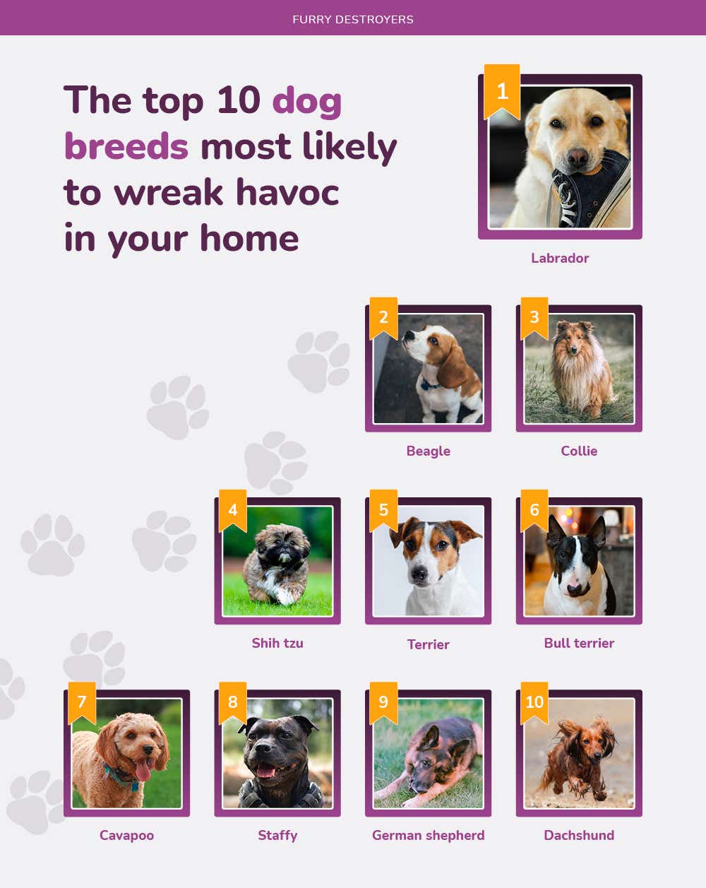money-furry-destroyers-the-top-10-dog-breeds-most-likely-to-wreak-havoc-in-your-home