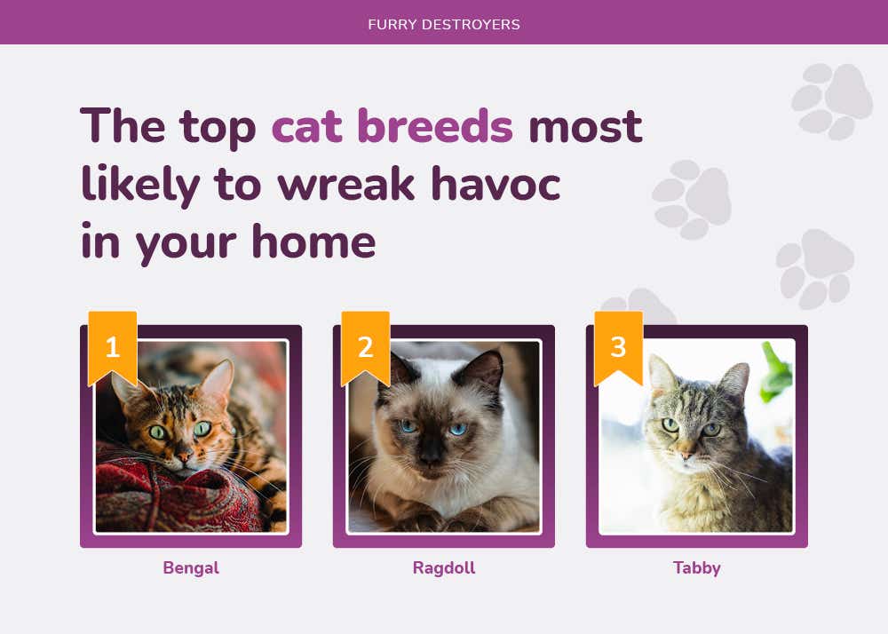 money-furry-destroyers-the-top-cat-breeds-most-likely-to-wreak-havoc-in-your-home