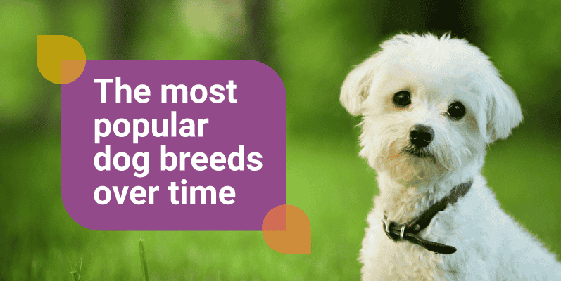 Image of a white dog with writing 'most popular dog breeds over time'.