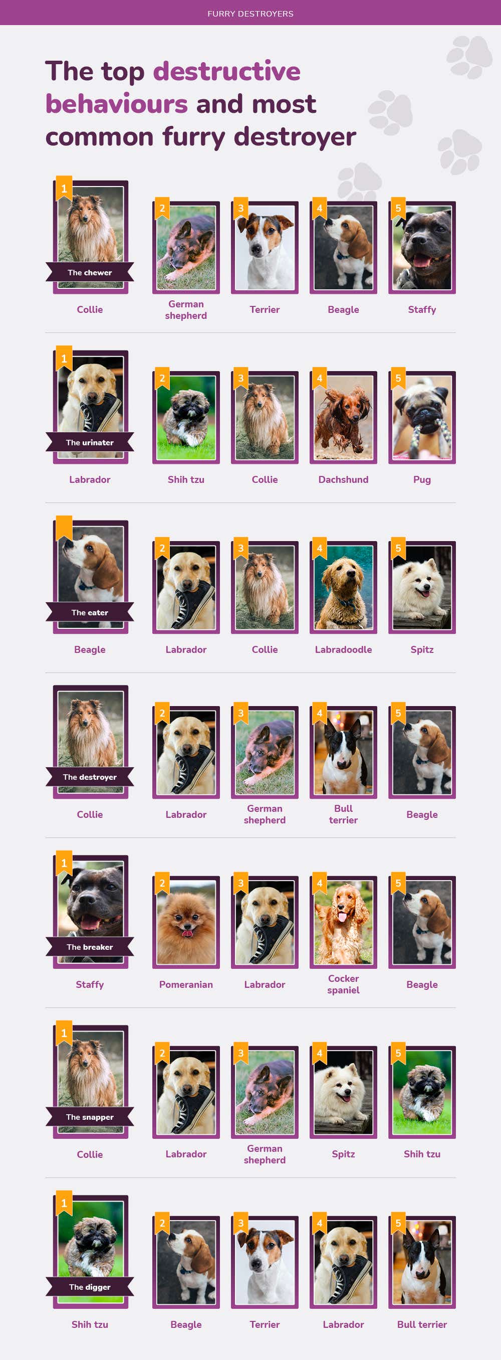 money-furry-destroyers-the-top-destructive-behaviours-and-most-common-furry-destroyer