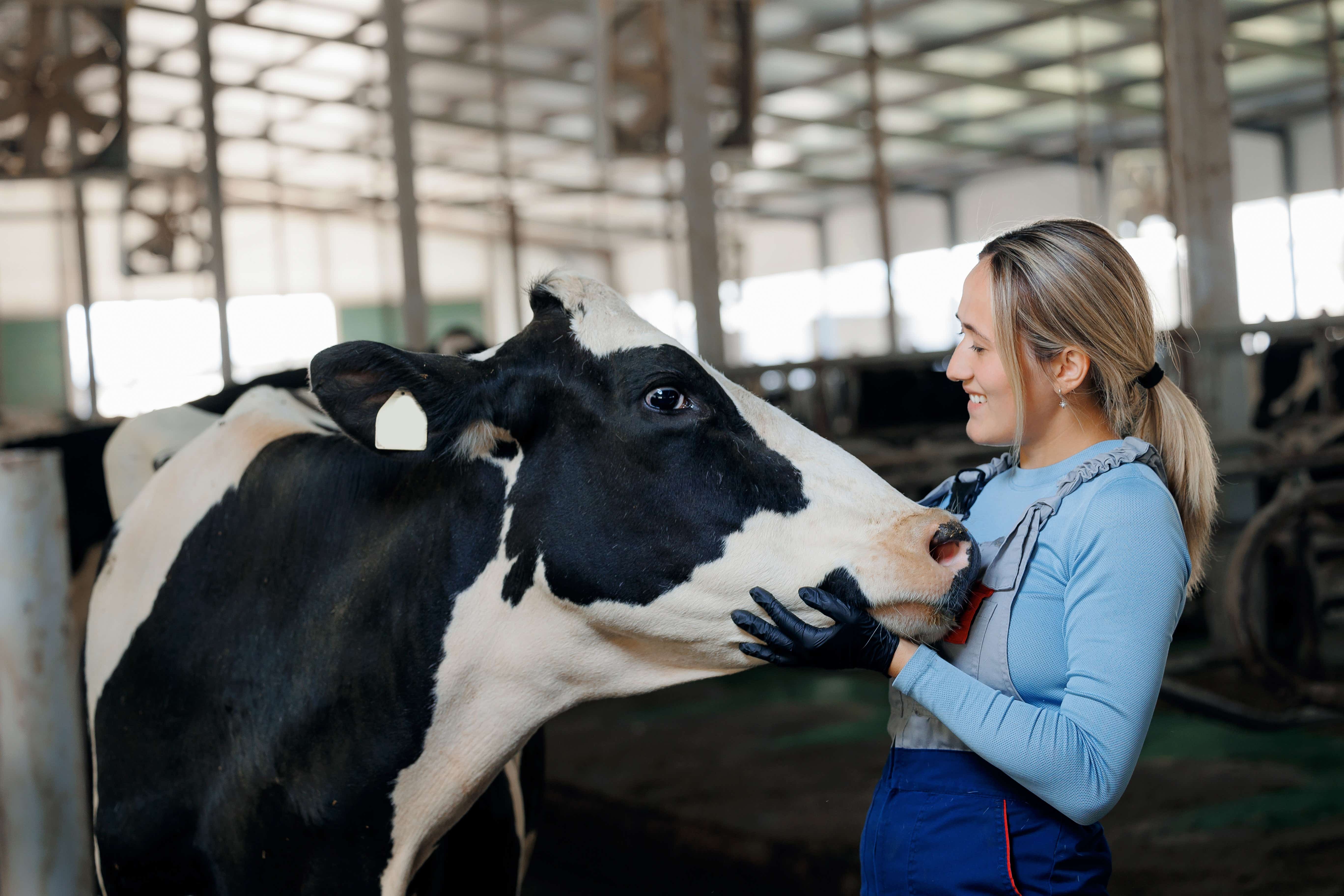 Smiling female farmer gently holding and petting a cow inside a barn.