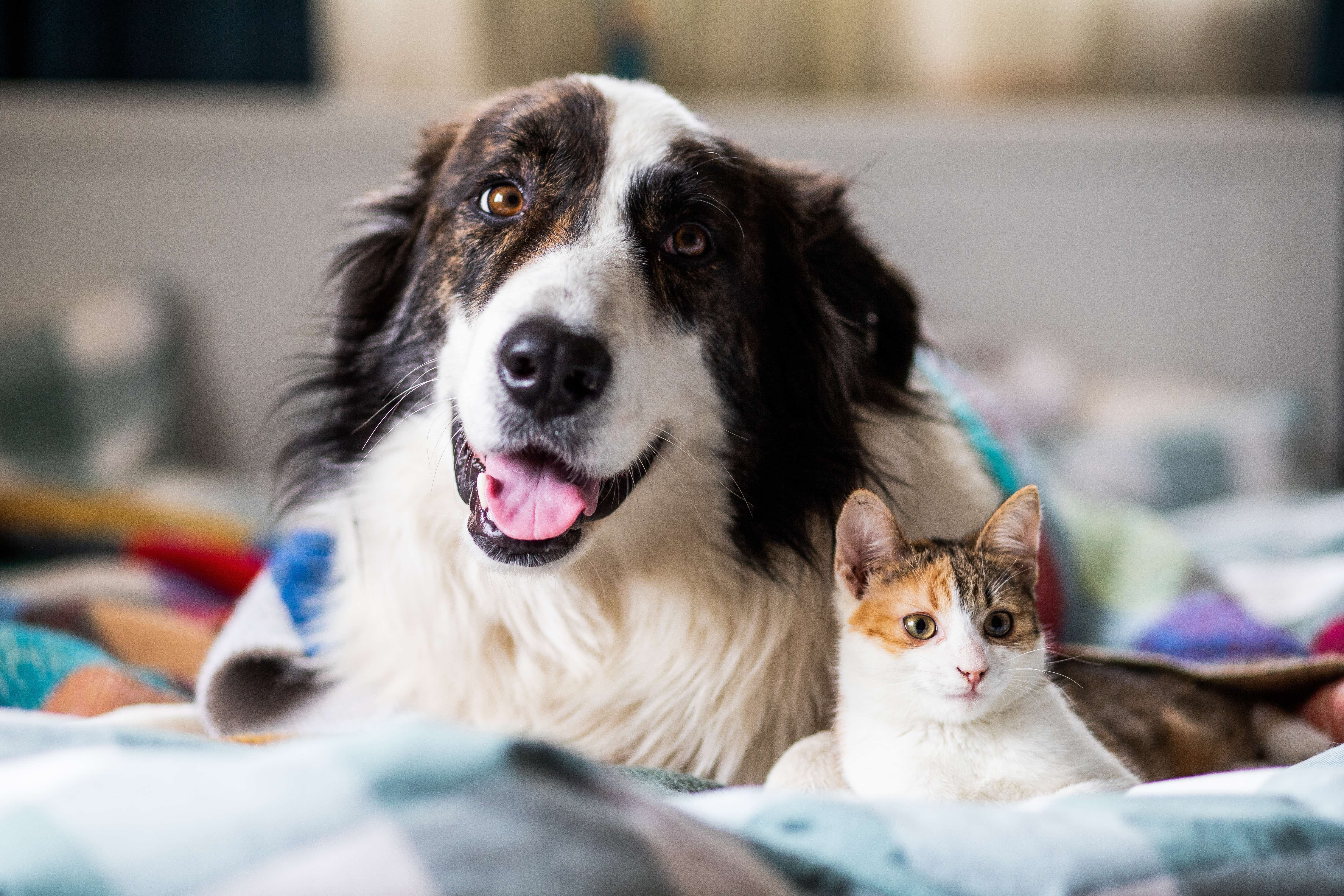 Little cat and large dog in bed at home