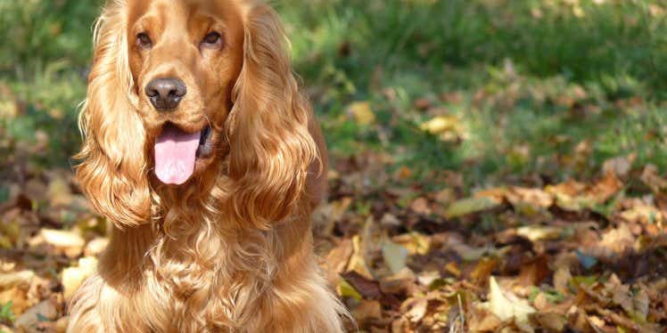 cocker-spaniel-dog