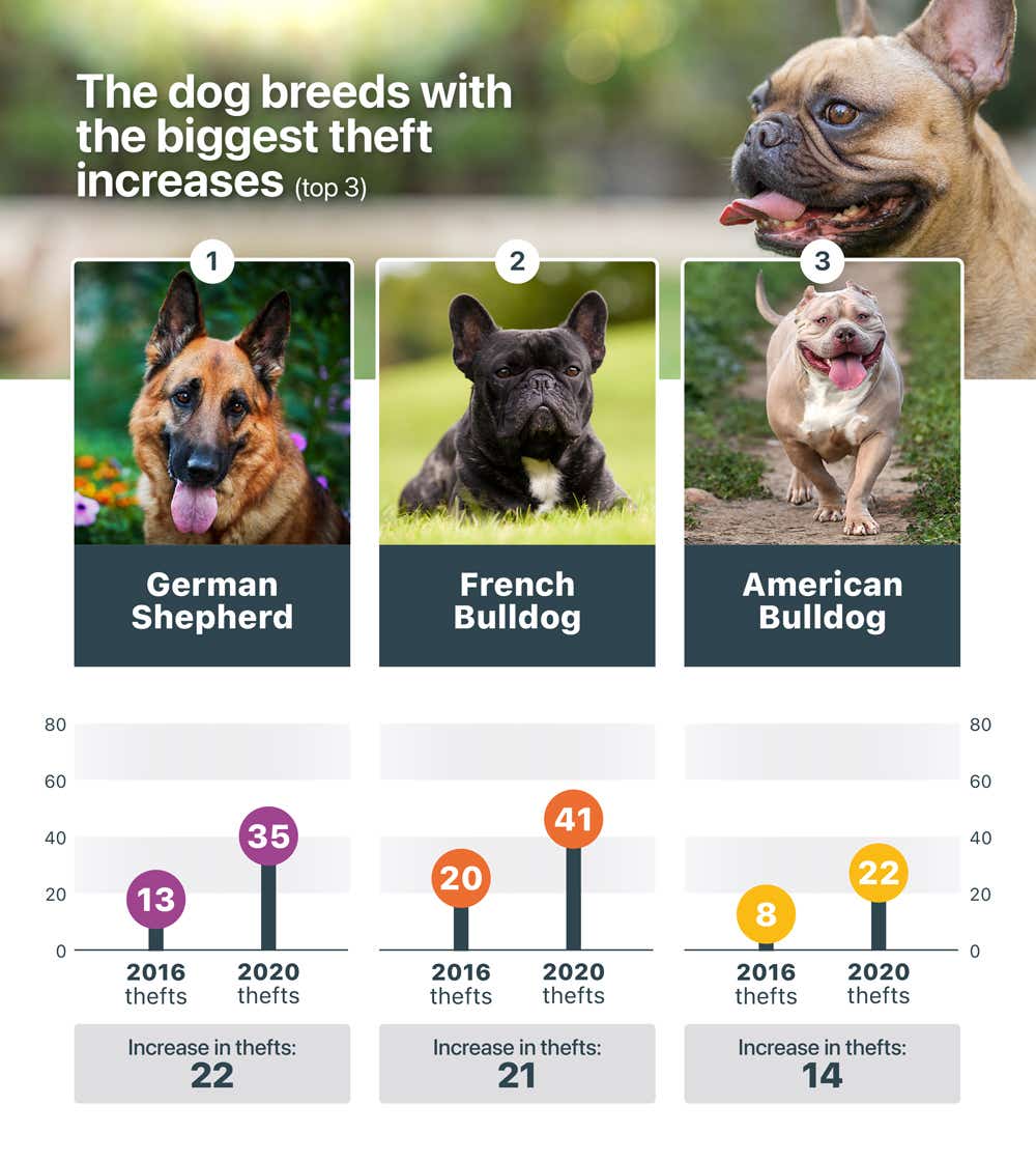 The dog thefts with the biggest increases