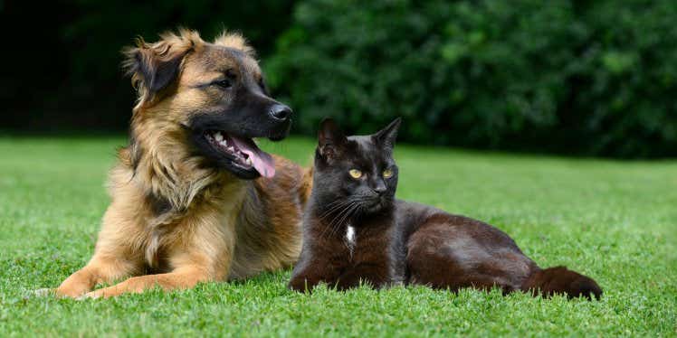 dog-and-cat-lying-in-garden.CDN5e66117f