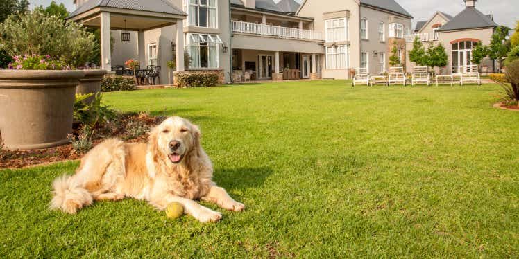 dog-sat-outside-in-garden