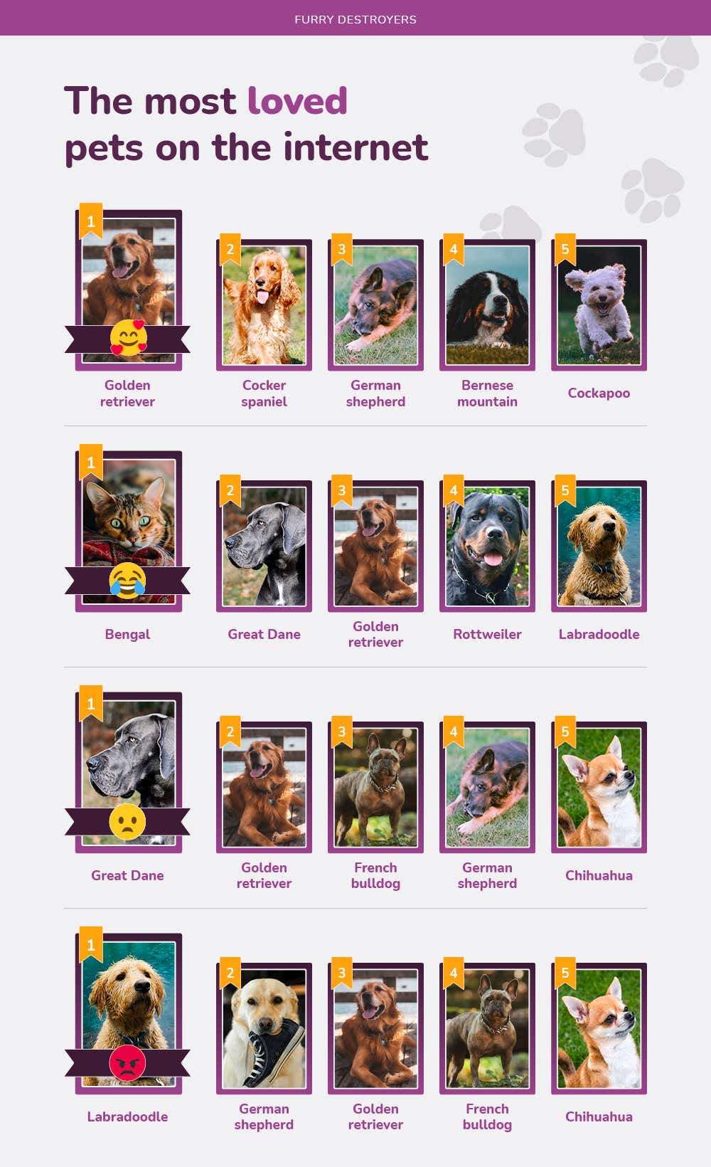 money-furry-destroyers-the-most-loved-pets-on-the-internet