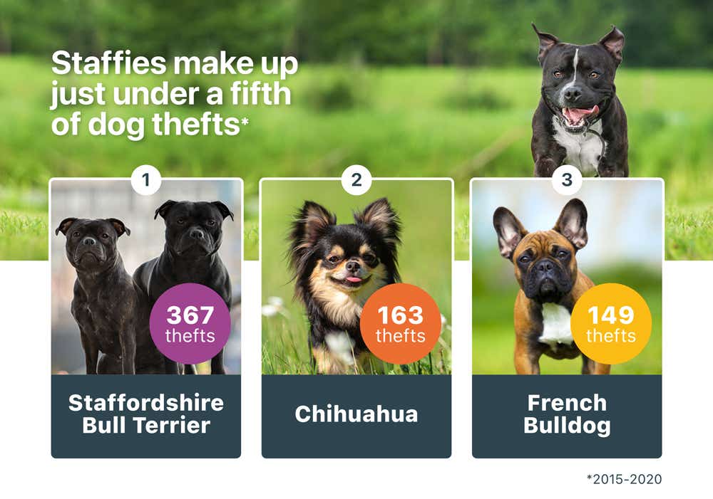 Dog theft breeds